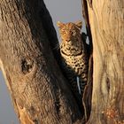 Leopard_Botswana_2
