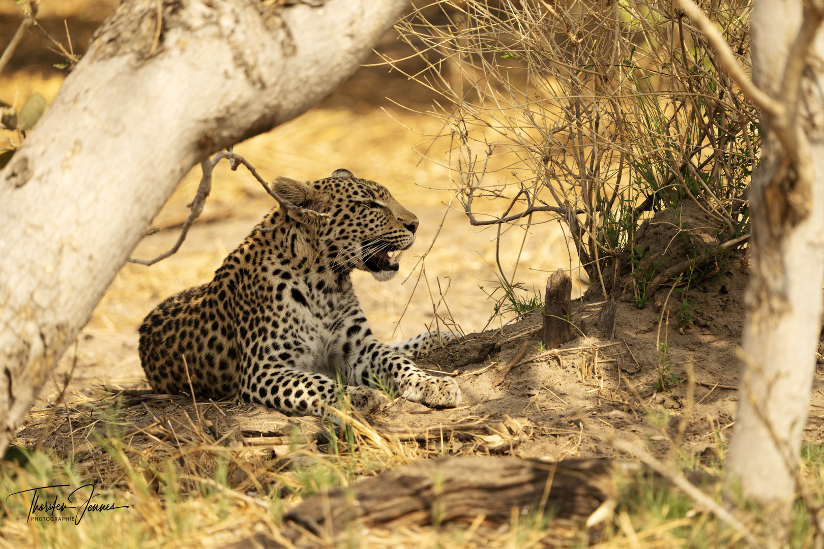 Leoparden