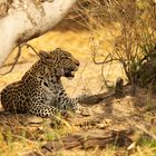 Leoparden