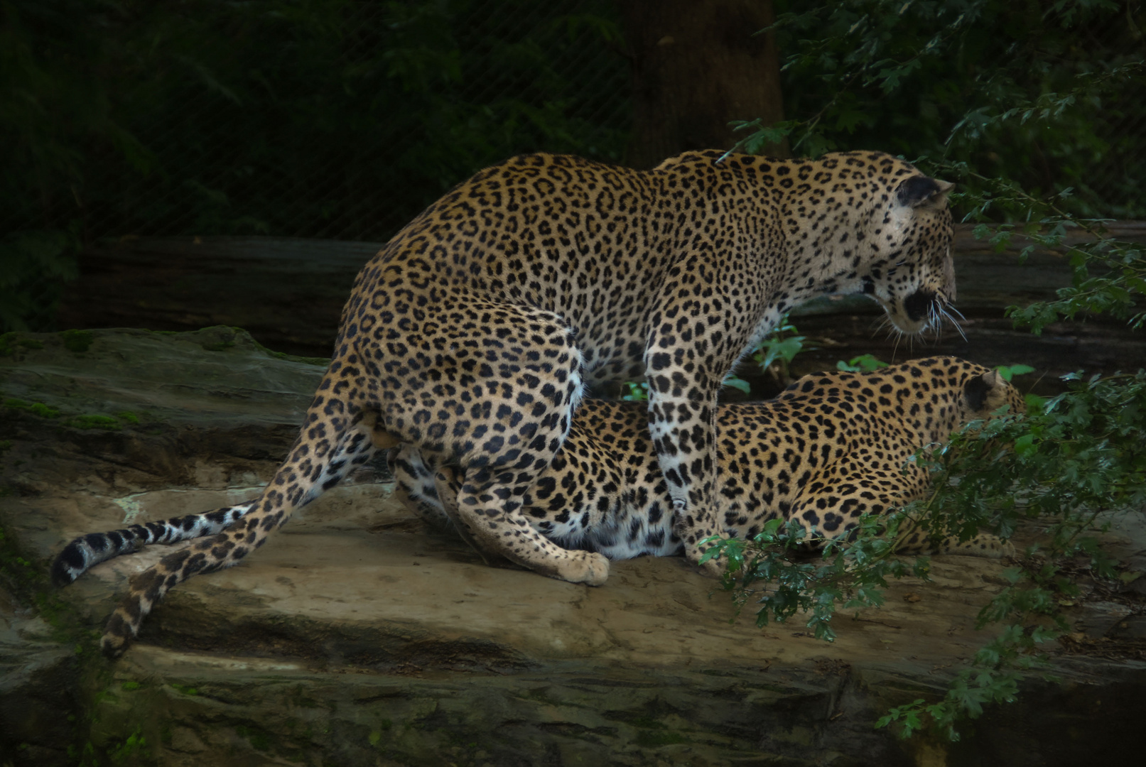 Leoparden 2
