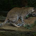 Leoparden 2