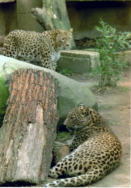 Leoparden