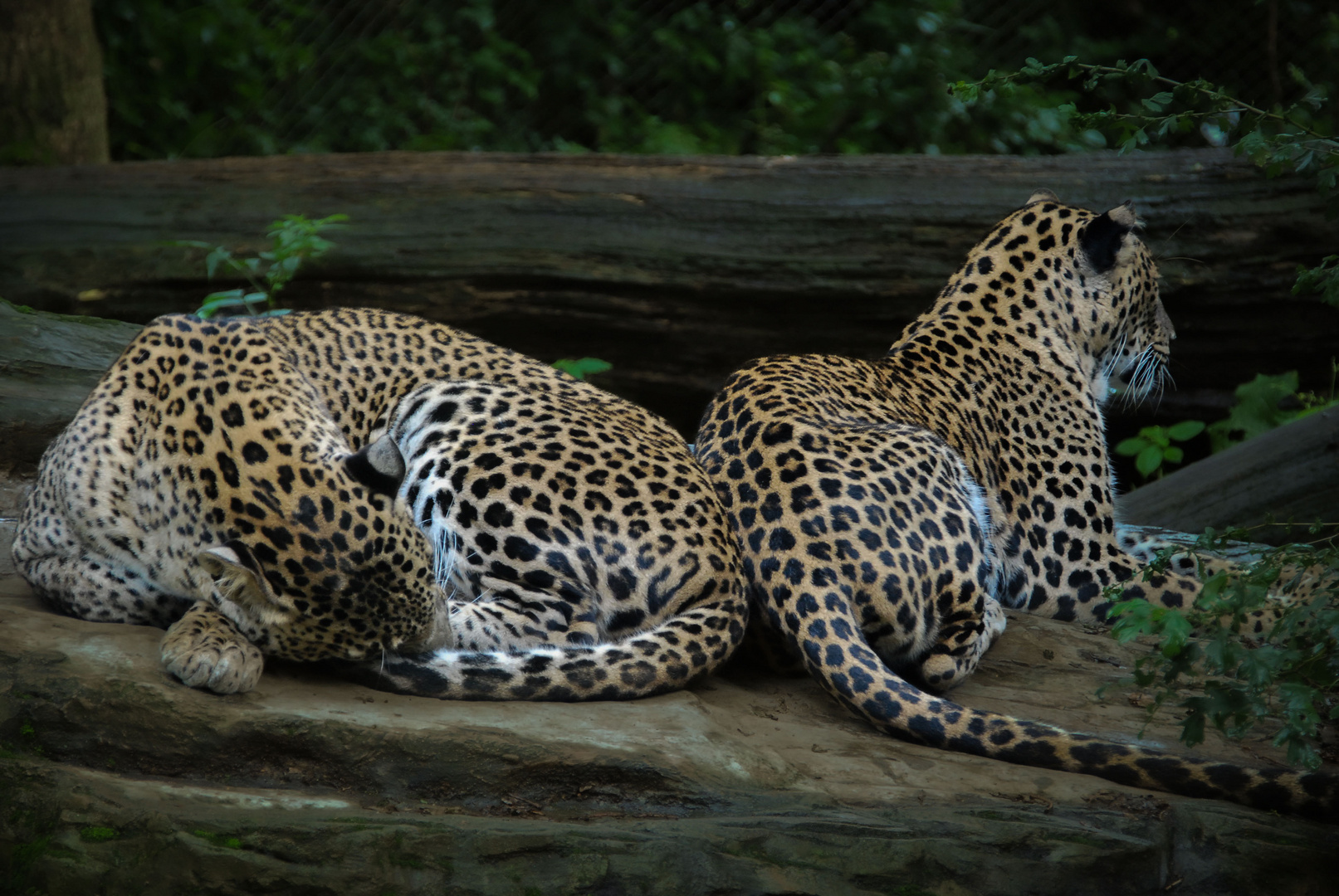 Leoparden 3