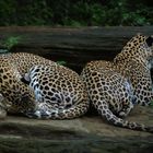 Leoparden 3