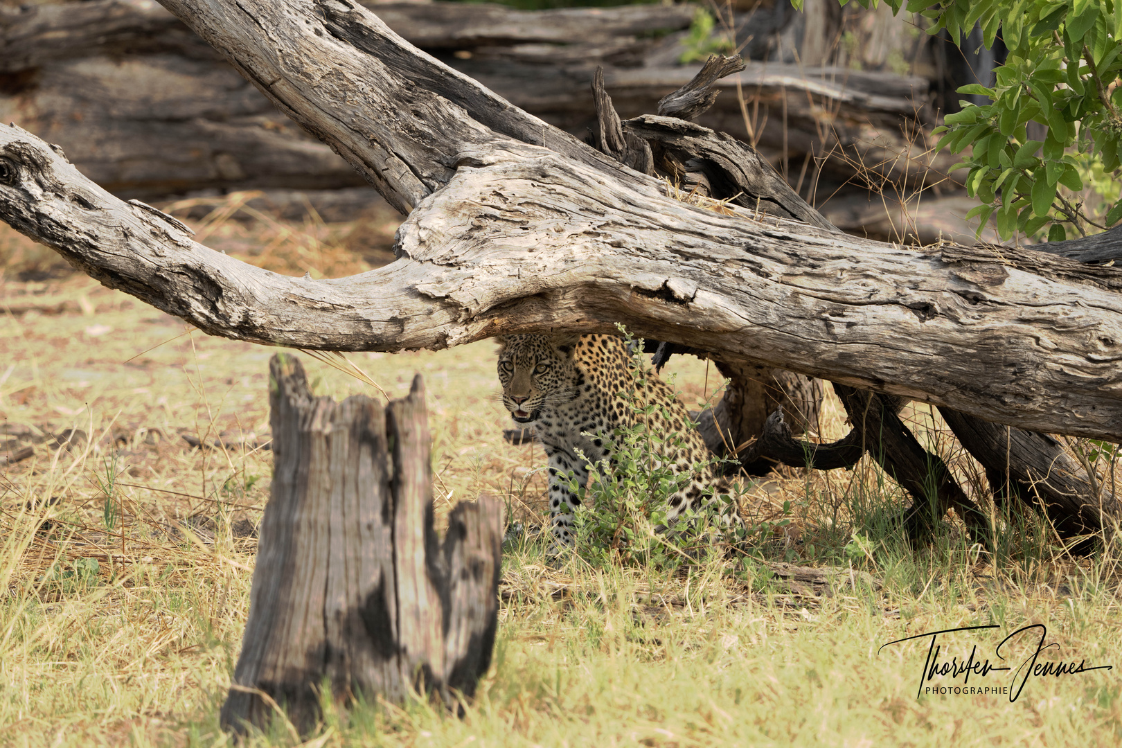 Leoparden