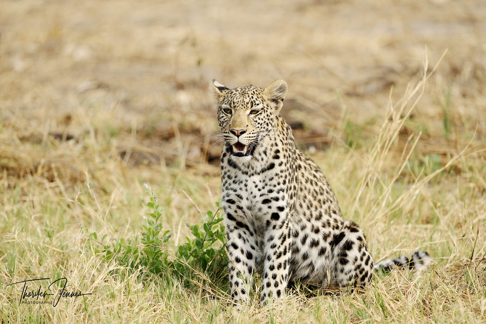 Leoparden