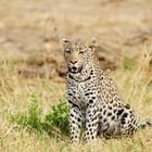 Leoparden