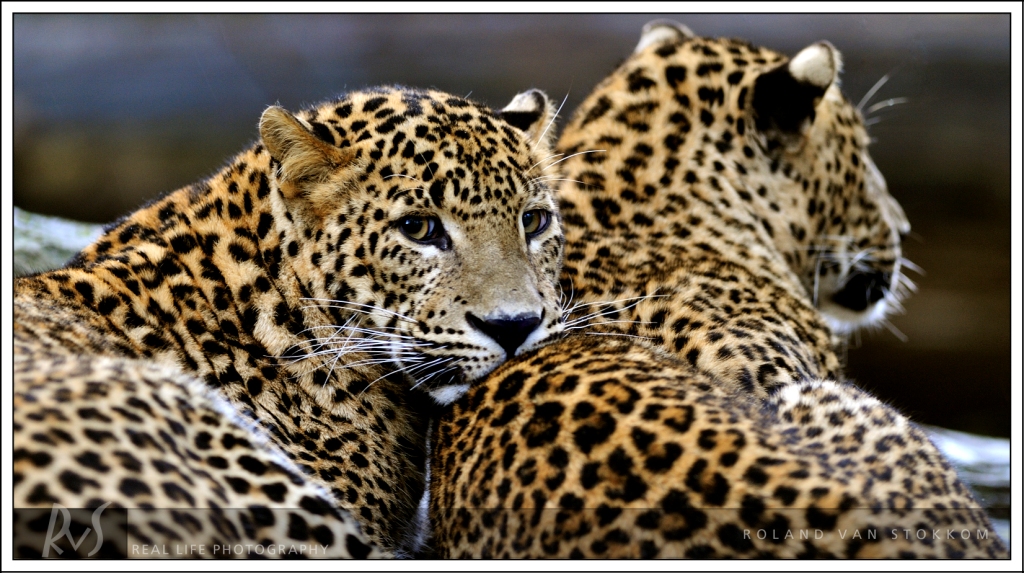 Leoparden