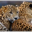 Leoparden