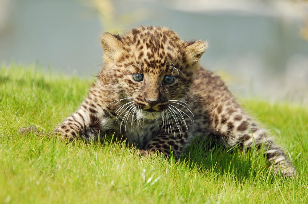 LeOPARDEN BABY Foto & Bild tiere, zoo, wildpark & falknerei, säugetiere Bilder auf