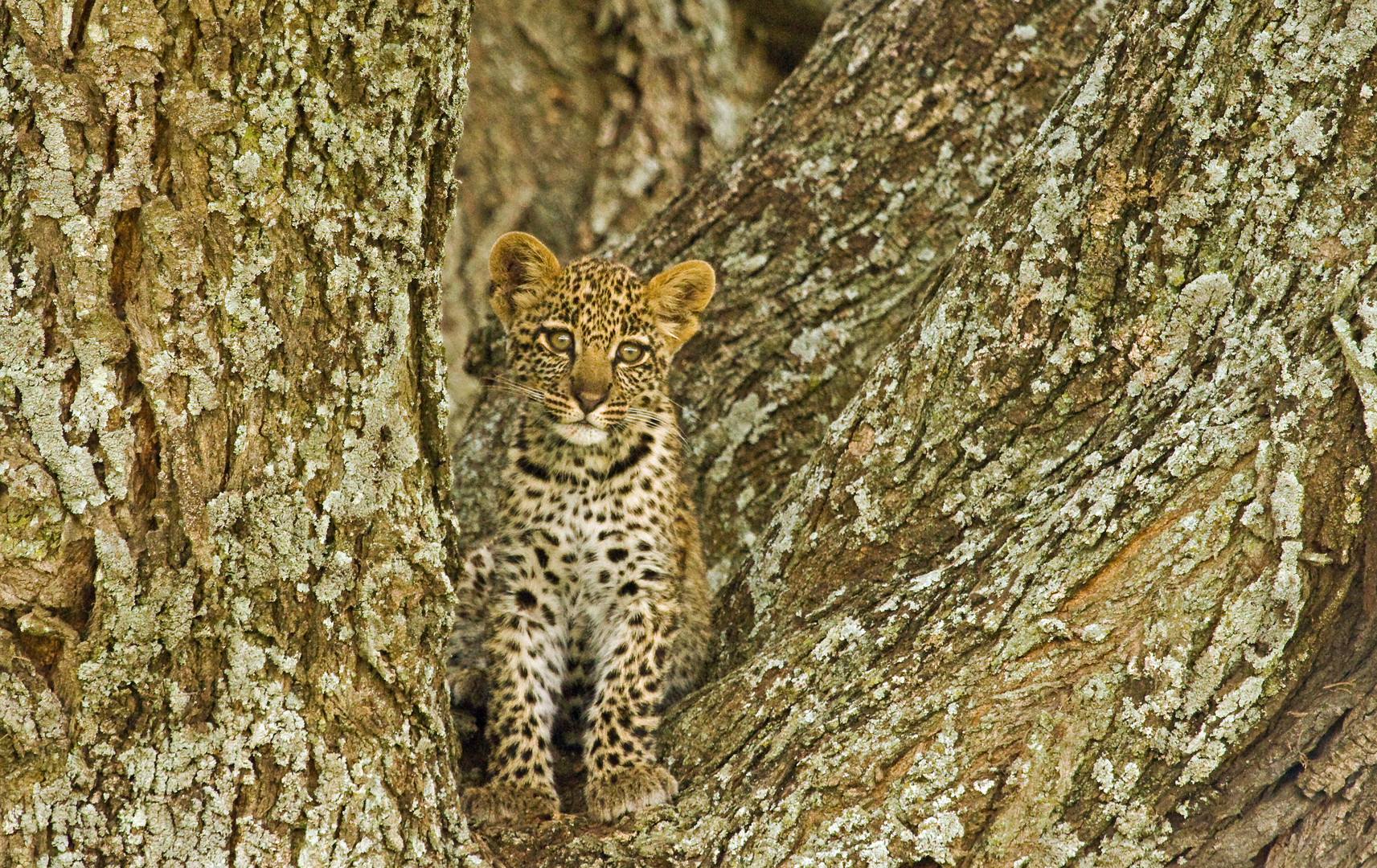 Leoparden Baby