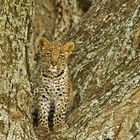 Leoparden Baby