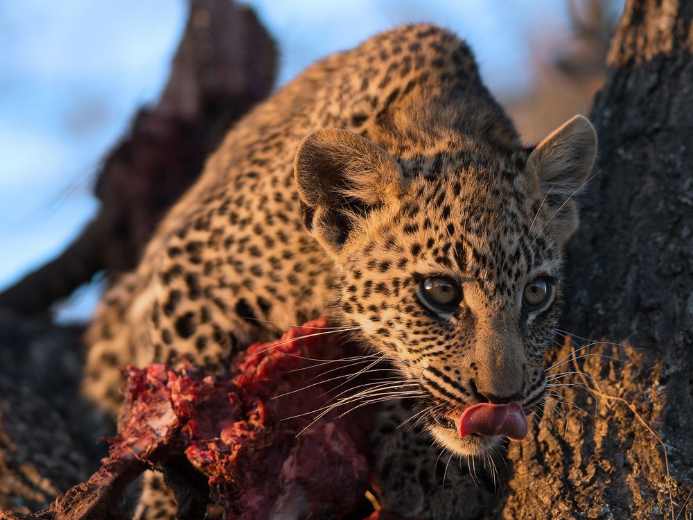 Leoparden Baby