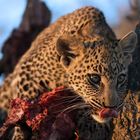 Leoparden Baby