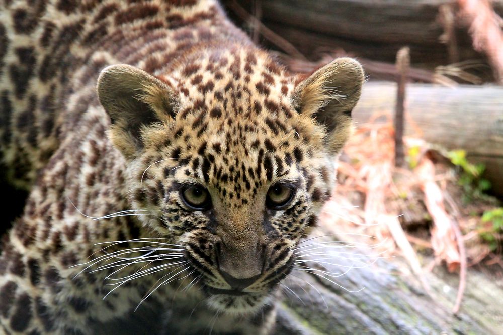 Leoparden Baby