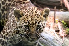 Leoparden Baby