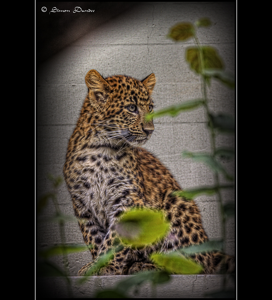 Leoparden- Baby HDR