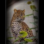 Leoparden- Baby HDR