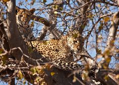 Leoparden