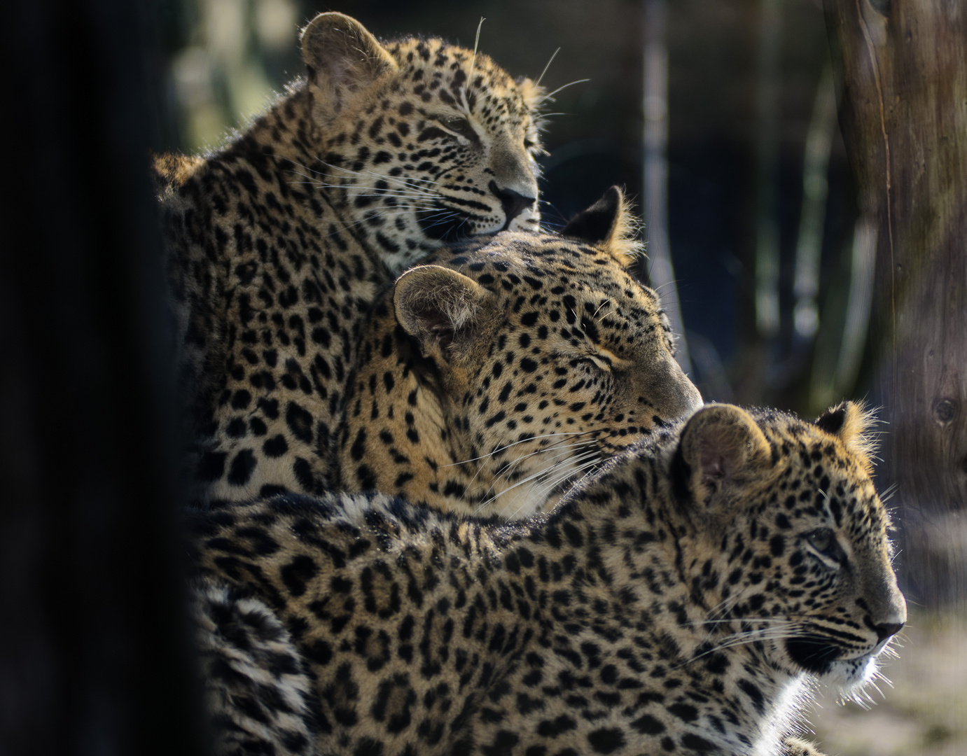 Leoparden