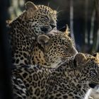 Leoparden