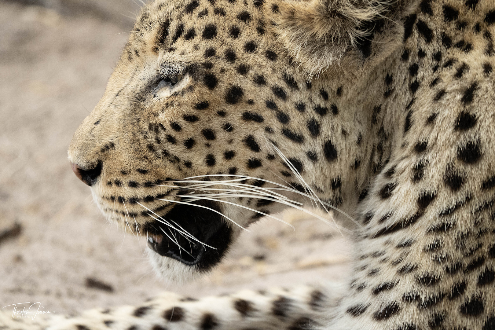 Leoparden