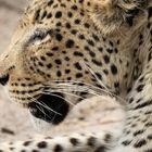 Leoparden