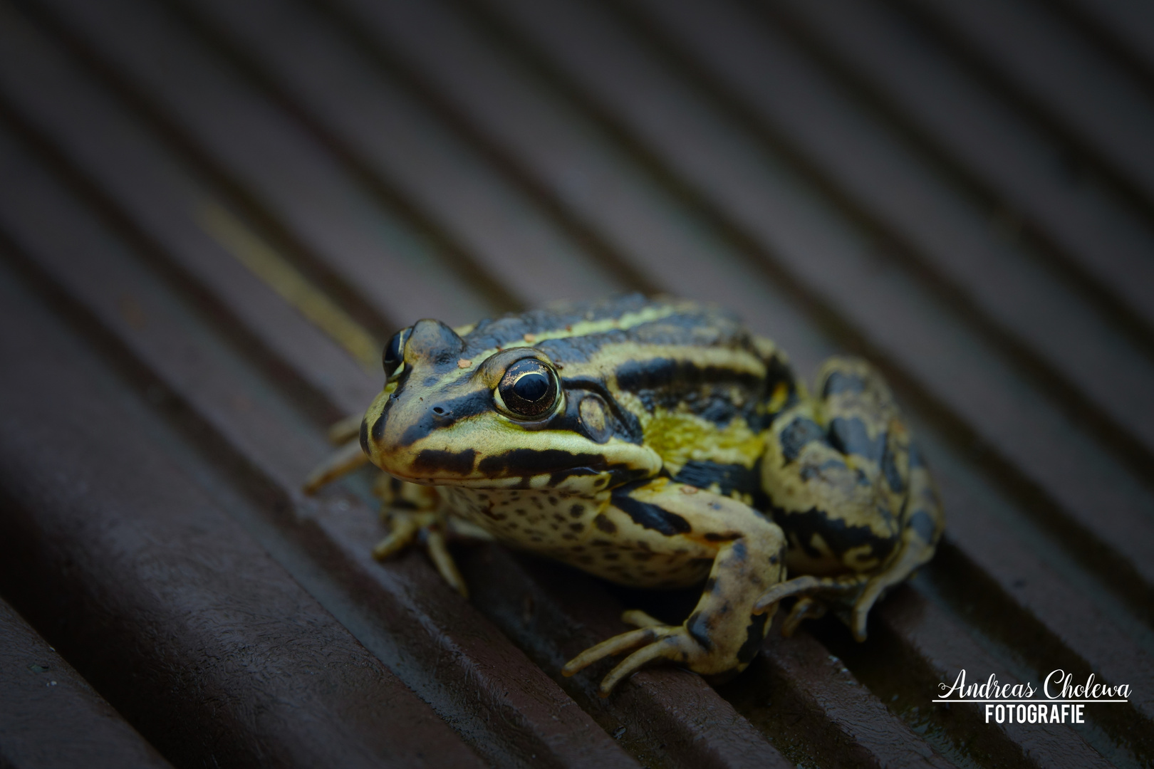 Leoparden Frosch 