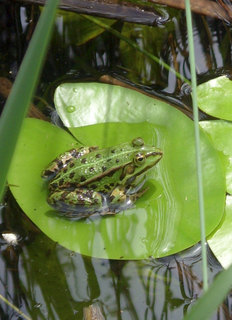 Leoparden-Frosch auf Seerosenblatt