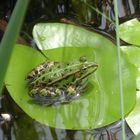 Leoparden-Frosch auf Seerosenblatt