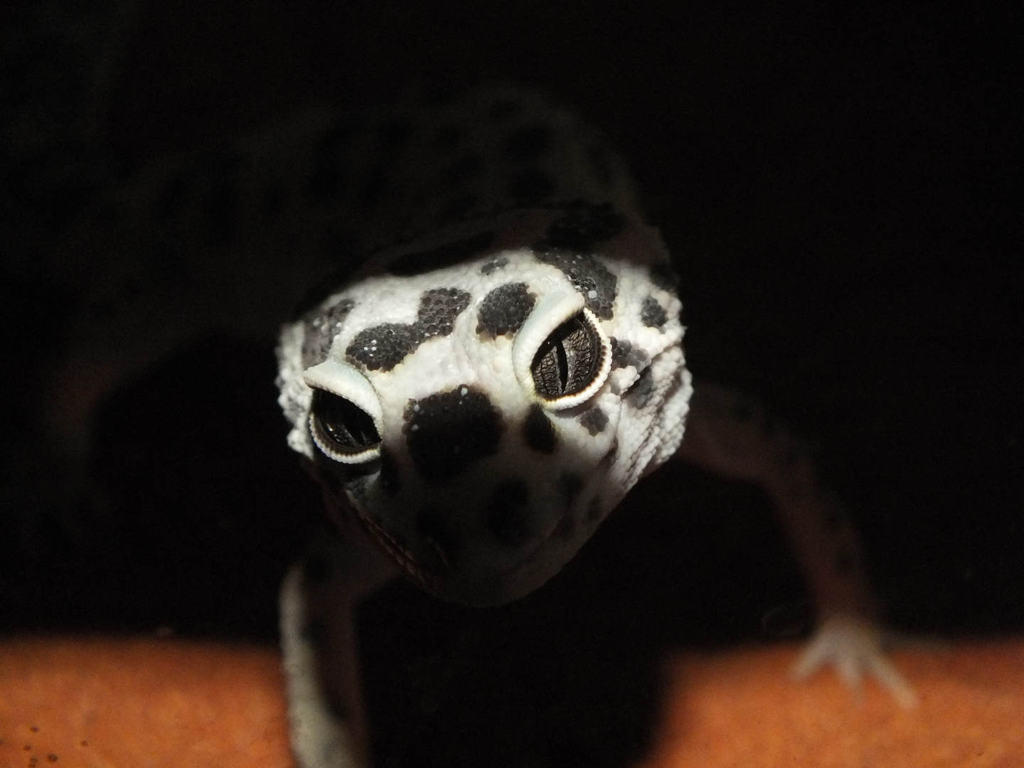 Leoparden Gecko