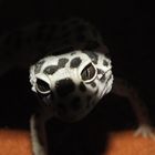 Leoparden Gecko