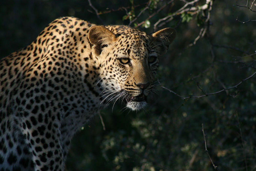 Leoparden im Bush