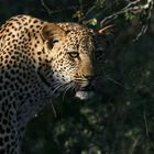 Leoparden im Bush