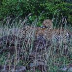 Leoparden in der Paarungszeit