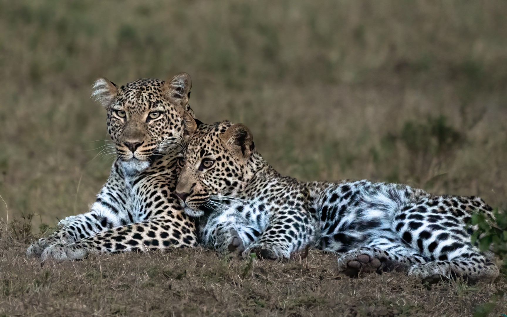 Leoparden in Kenya - ich liebe meine Mama 