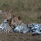 Leoparden in Kenya - ich liebe meine Mama 