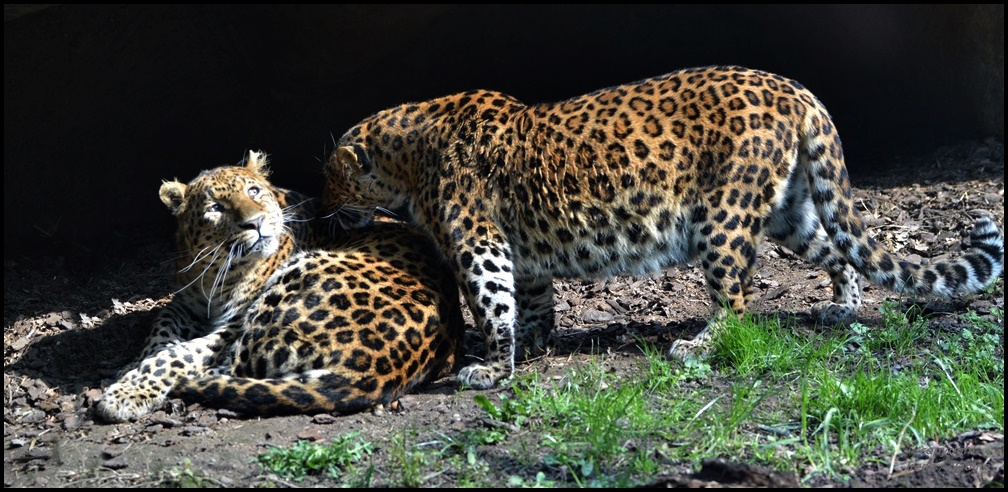 LEOPARDEN in LOVE !!!