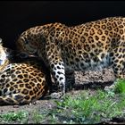 LEOPARDEN in LOVE !!!