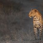 Leoparden in Südafrika (1)