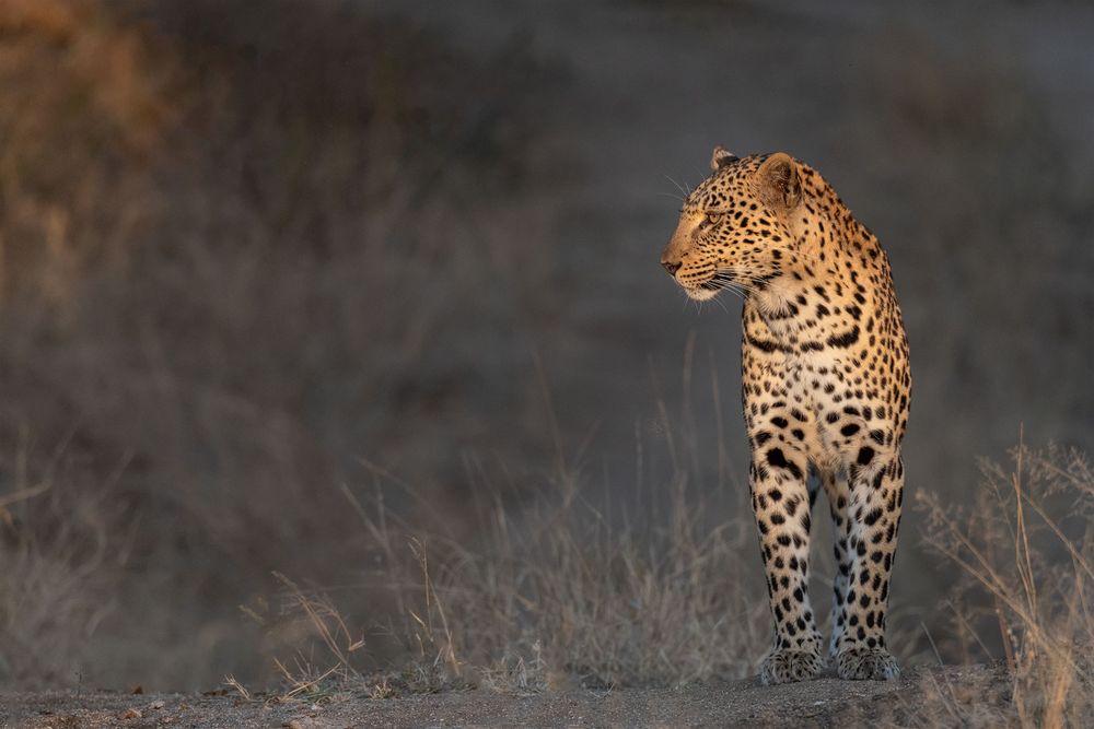 Leoparden in Südafrika (1)