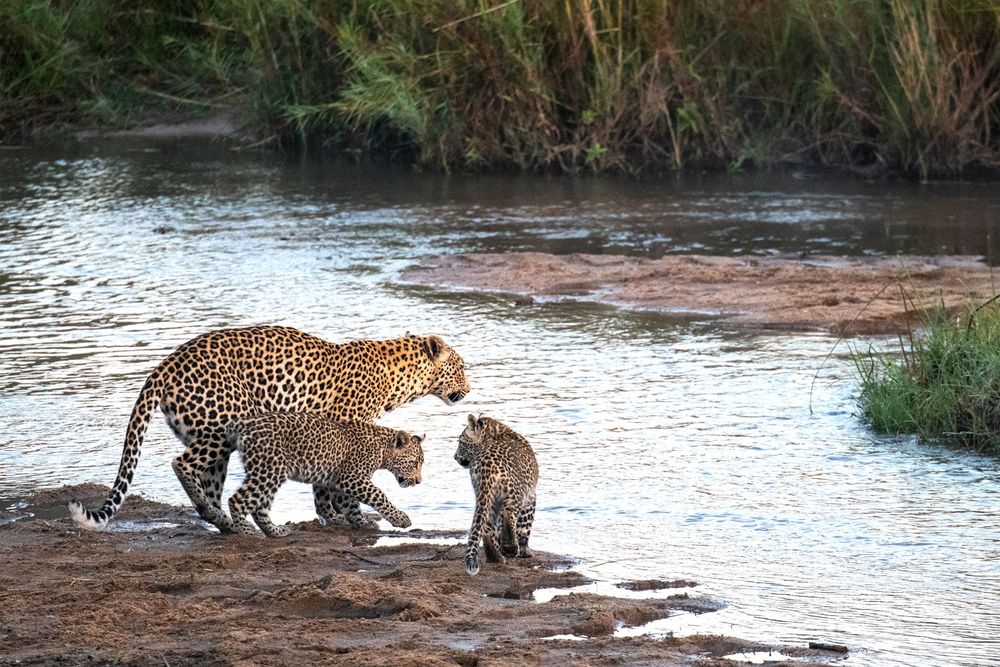 Leoparden in Südafrika (10)