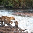 Leoparden in Südafrika (10)
