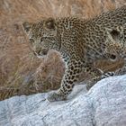 Leoparden in Südafrika (11)
