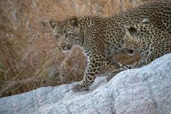 Leoparden in Südafrika (11)