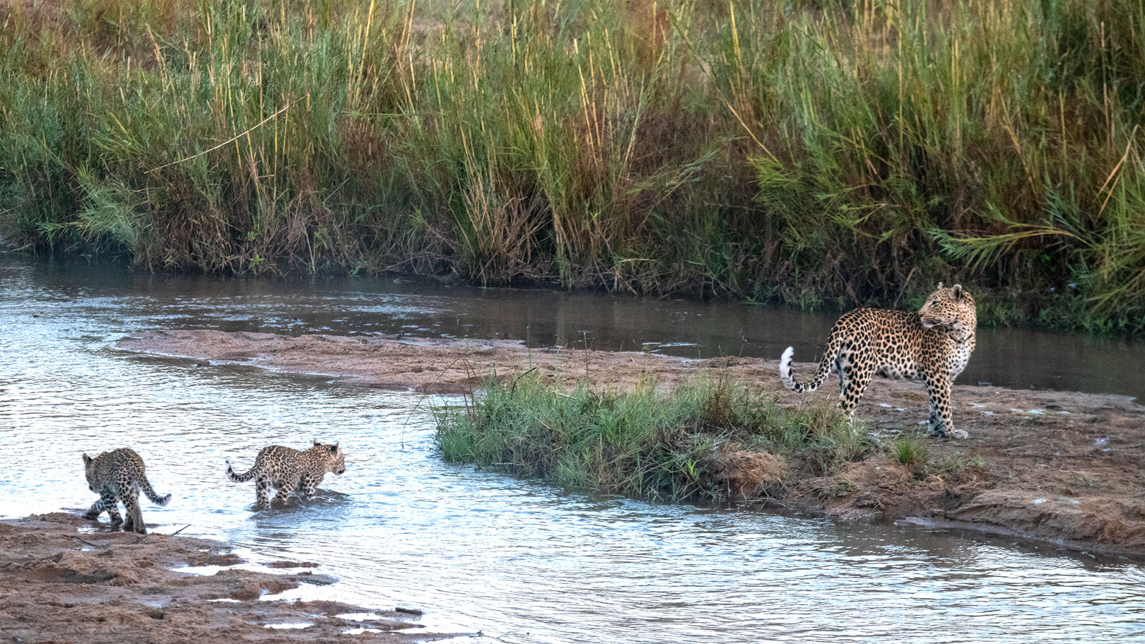 Leoparden in Südafrika (12)