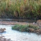 Leoparden in Südafrika (12)