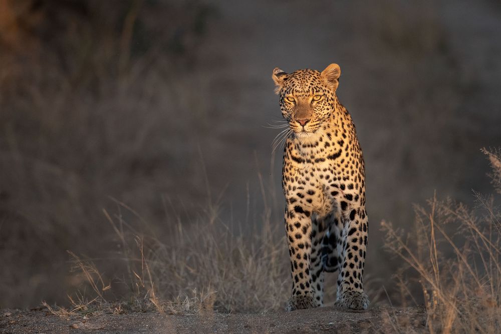 Leoparden in Südafrika (13)