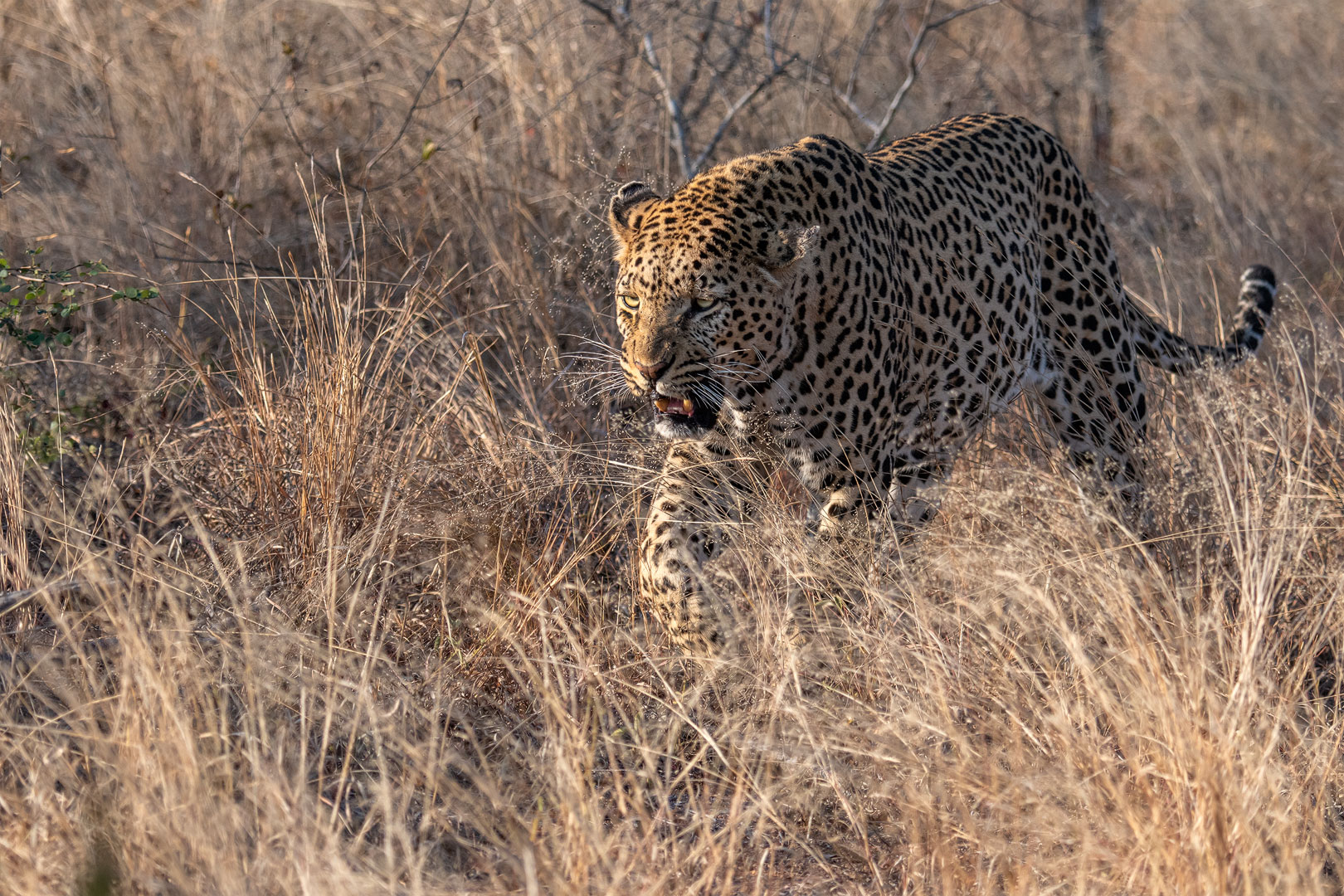 Leoparden in Südafrika (13)