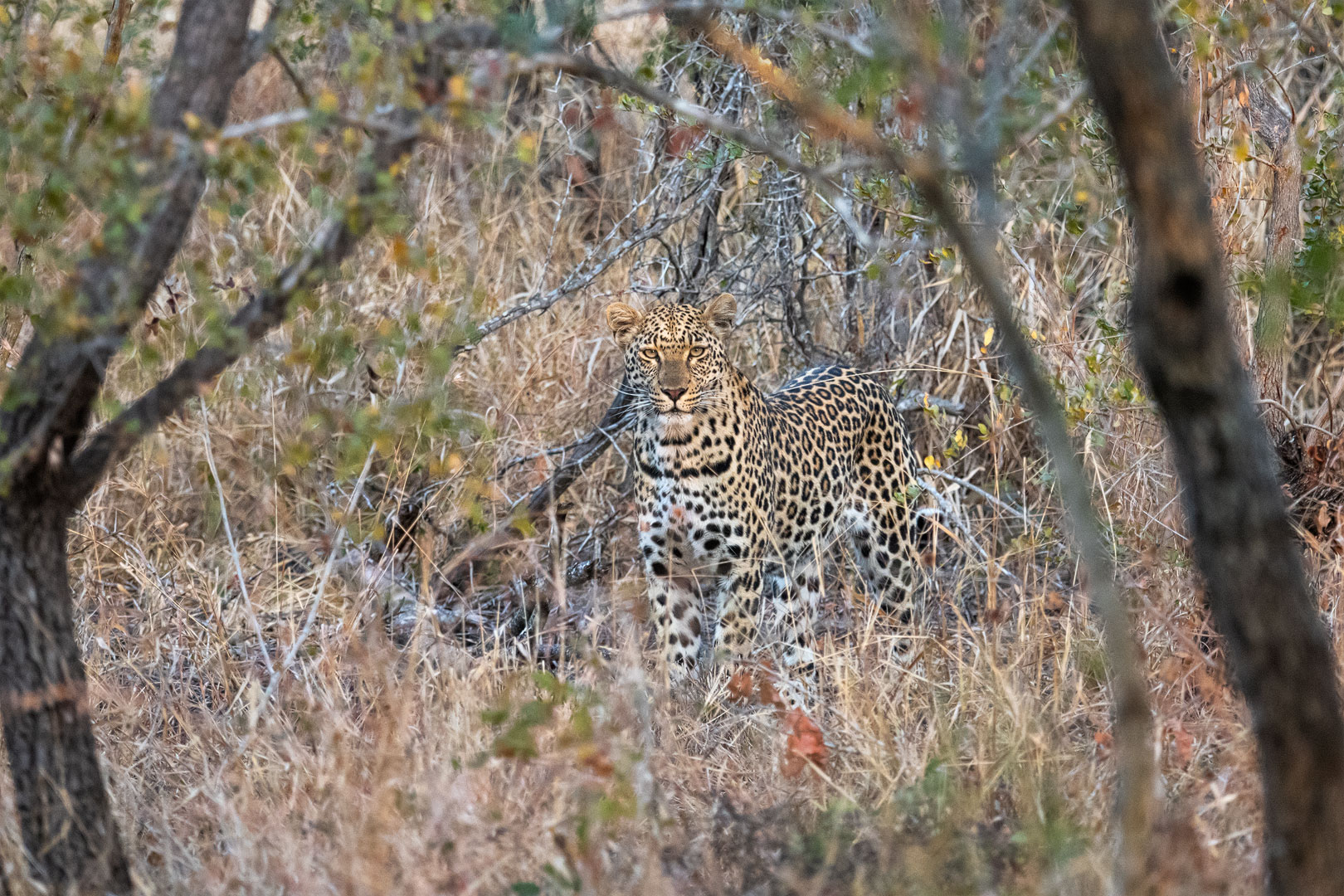 Leoparden in Südafrika (14)